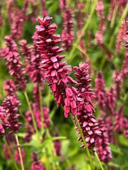 <i>Persicaria amplexicaulis</i> &lsquo;Taurus&rsquo;